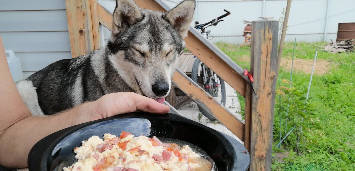 Завтрак с хаски