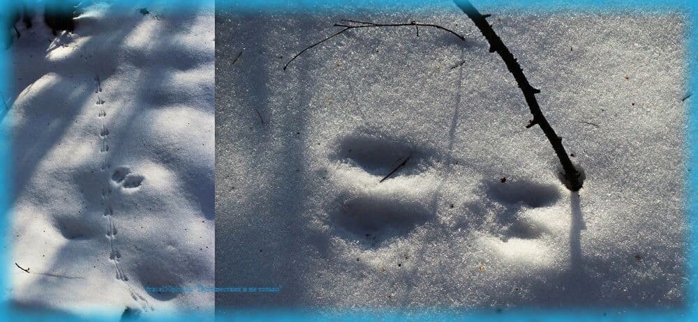 Следы на февральском снегу