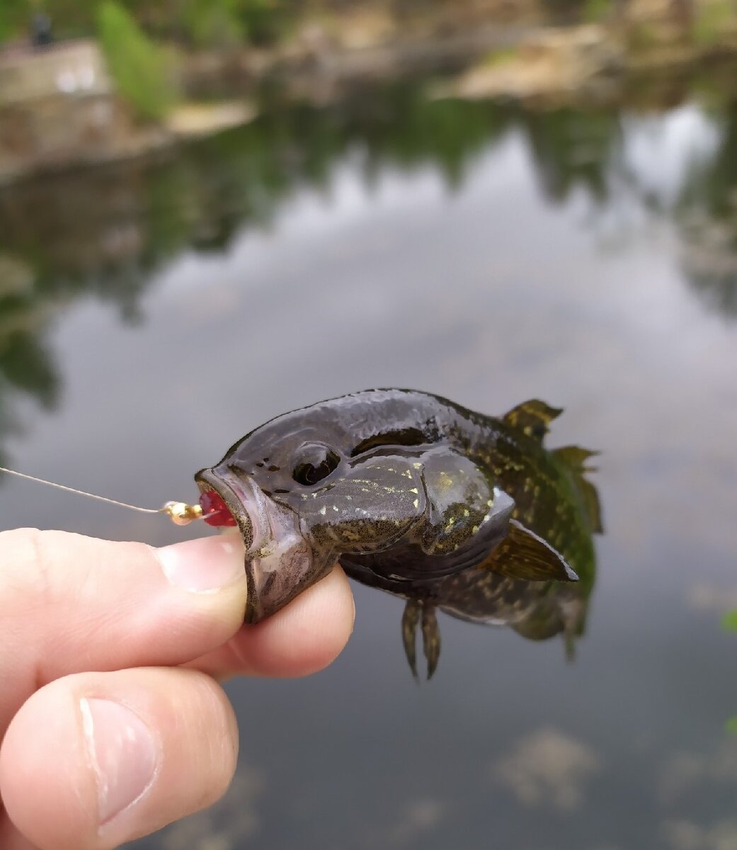 рыба которая в пруду ест всех. маленьким крючком рыбу не поймаешь. поймал рыбу и меньше крючка. маленьким крючком рыбу не поймаешь. маленьким крючком рыбу не поймаешь.