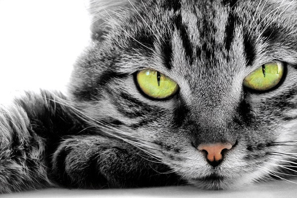 Фото: news.rambler.ru 