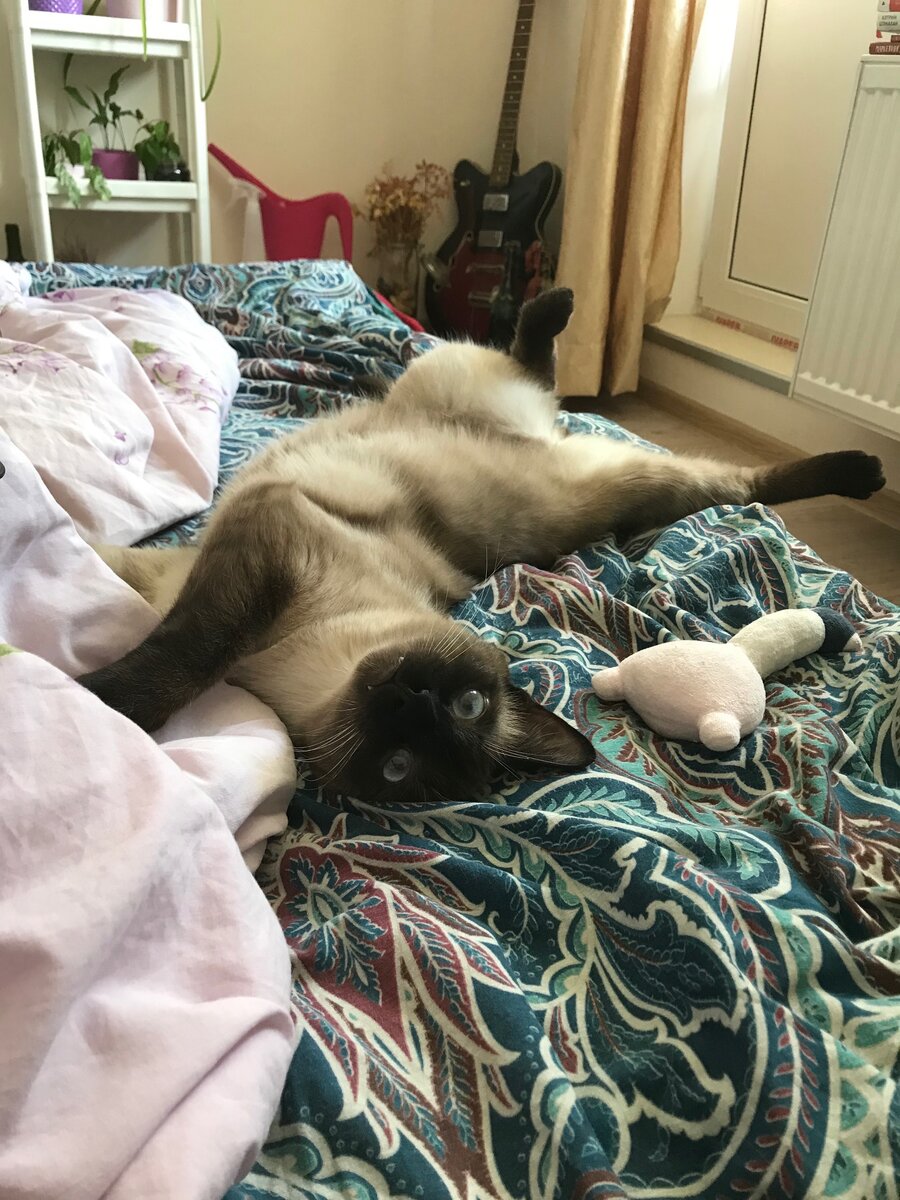 Котёночек вырос в 7 кг живого веса