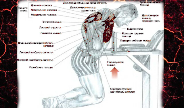 Схема из книги Ф. Дэлавье "Анатомия силовых упражнений" .