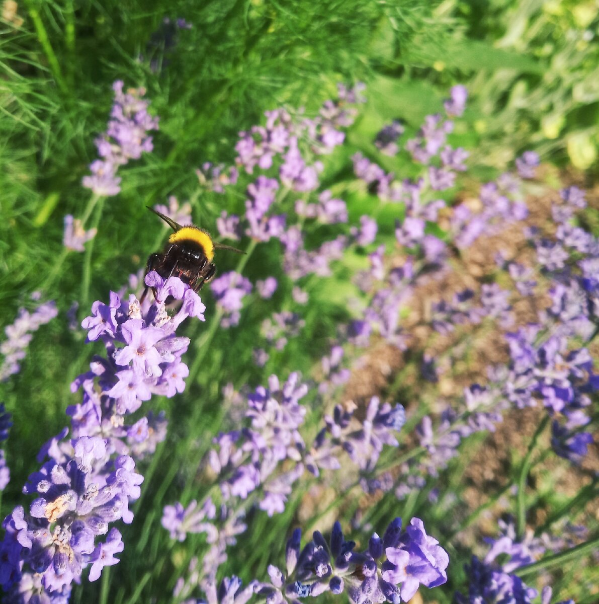 Вот и шмель не смог пролететь мимо волшебницы лаванды и остаться безучастным