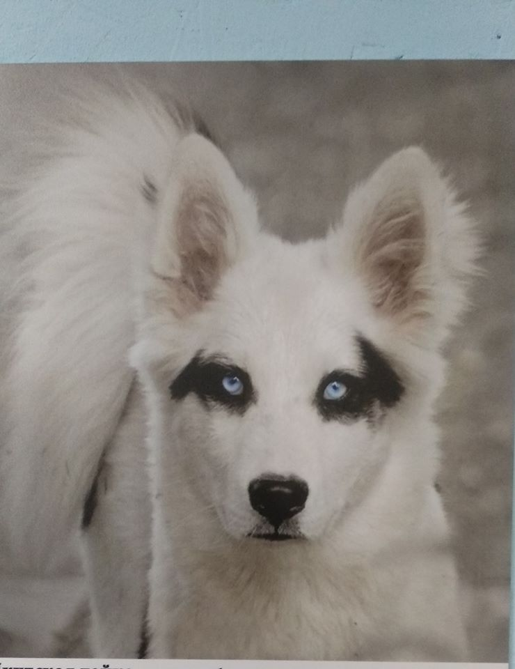 Якутская лайка (фото Музея Собаки. Зал "Собаки на Севере")