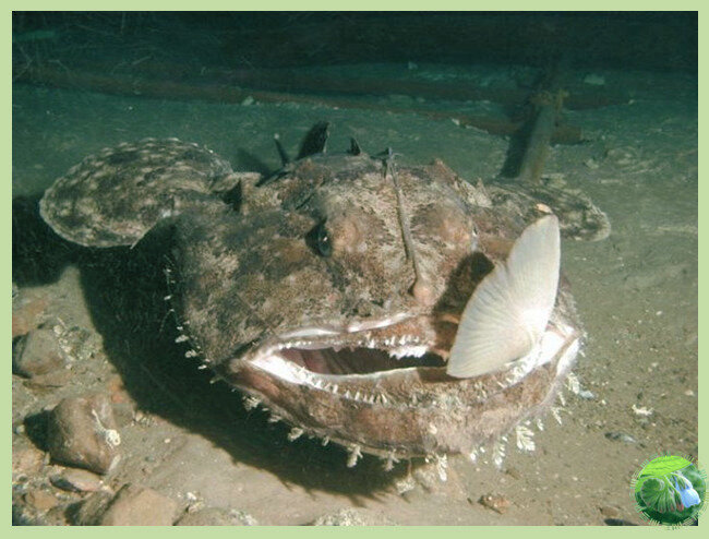 Морской чёрт является хищником. Он только что схватил свою добычу.