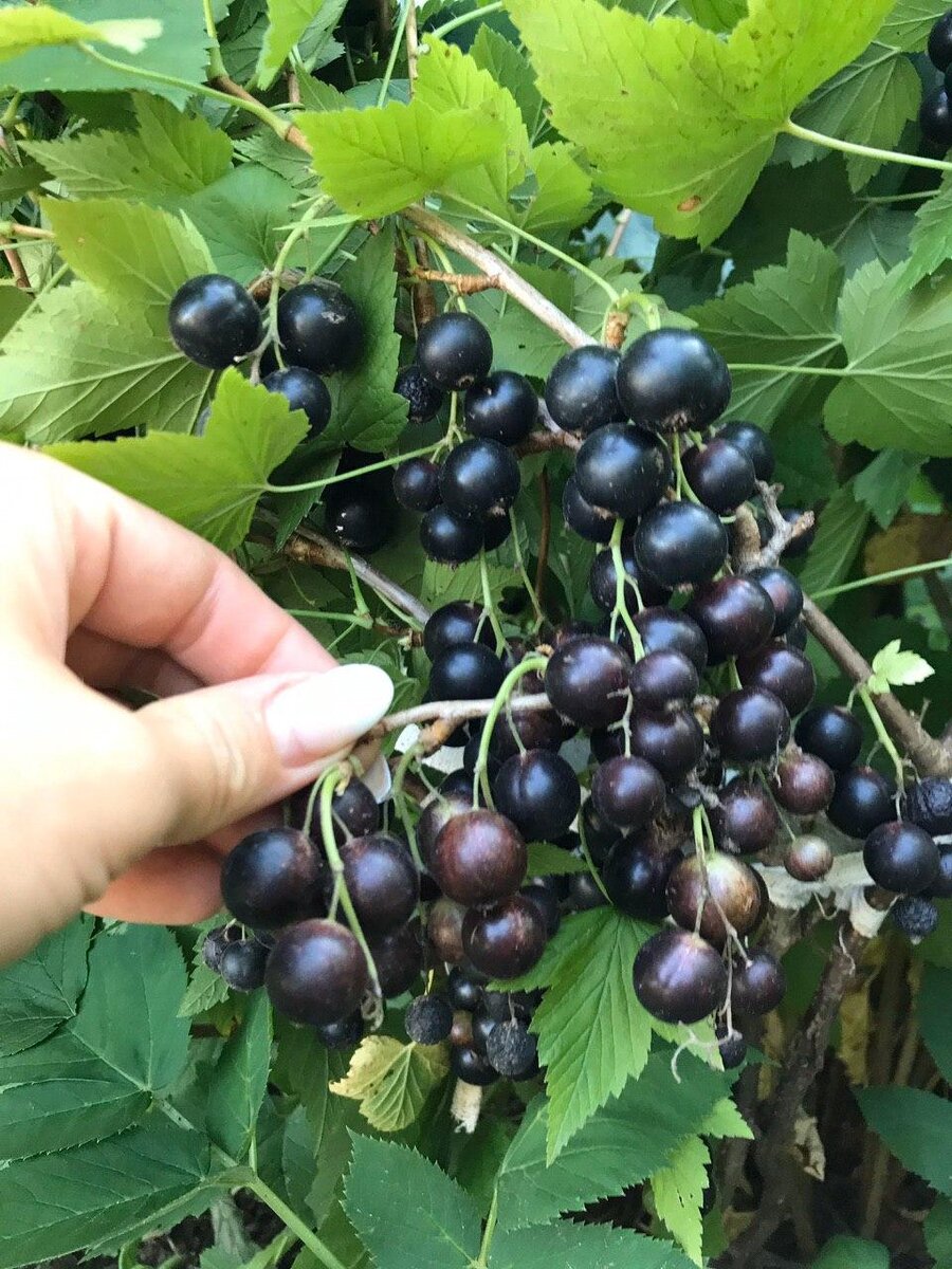 Смородина Дачница куст. Смородина Геркулес.