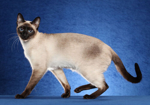 Сил-пойнт. Источник фото: https://www.tica.org/breeds/browse-all-breeds#thai