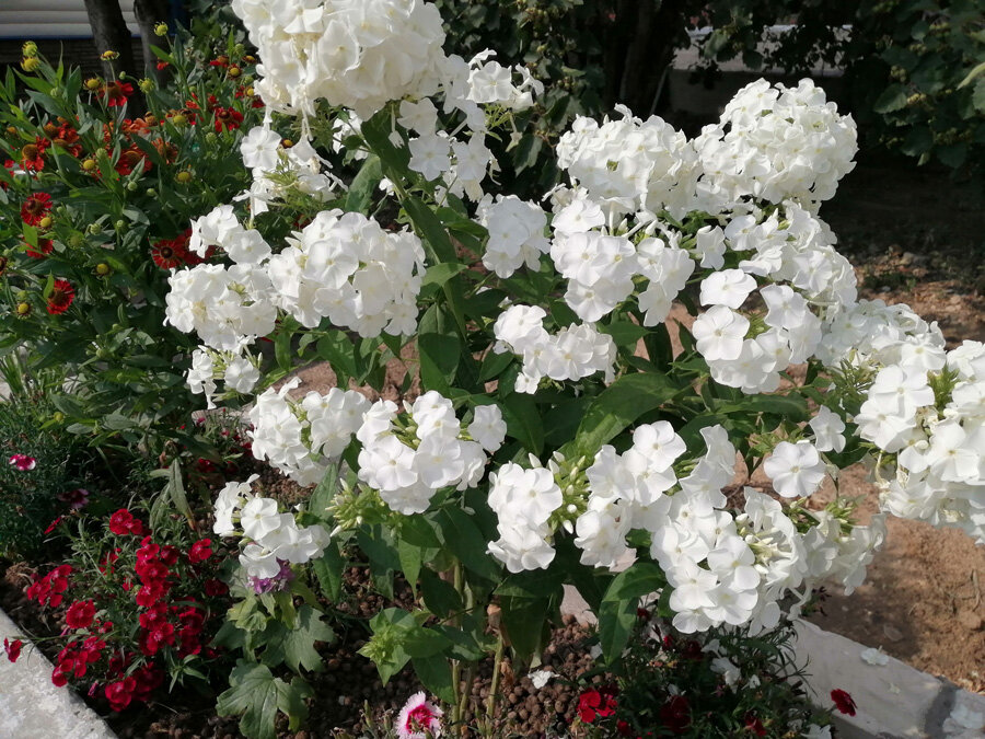 Флоксы стали украшением клумбы