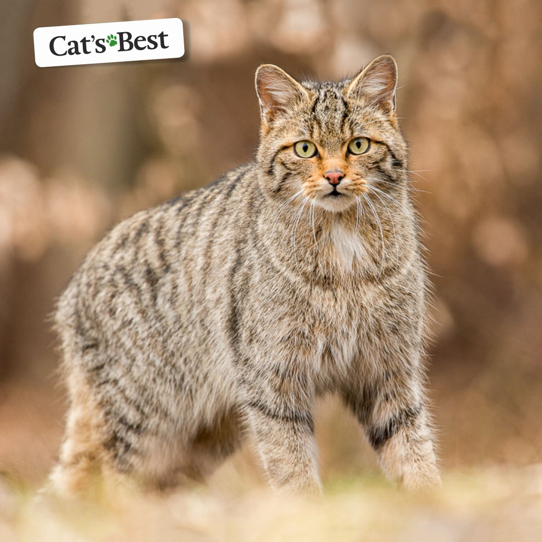 Степной кот Felis Silvestris lybica. Степная кошка (Felis Libyca). Степной кот Felis Libyca (Forster, 1780). Степной кот в Саратовской области.