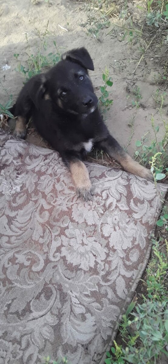  Они не всегда, к сожалению, сыты, но насколько же они лучше нас... Каждый раз, когда мы смотрим им в глаза, какова бы ни была ситуация с кормом, в них нет злобы. Нет недоверия! Нет обиды! Только грусть, непонимание и.. надежда : "Ведь ты же дашь мне покушать, правда? Ведь правда же, не пройдёшь же ты мимо вольера?" Они лучше нас, добрее и честнее. .. Писатель - натуралист Бестон писал, что "мир животных старше нашего и совершеннее, и сами они - существа более законченные и совершенные, чем мы с вами. Животные - не наши меньшие братья и не бедные родственники, они - иные народы, вместе с нами угодившие в сеть жизни, в сеть времени; такие же, как и мы, пленники земного великолепия и земных страданий". Он прав.. А нам приходится постоянно просить, просить за эти невинные души, как будто они уличные попрошайки... Слезы наворачиваются, глядя на эти совершенные, но обездоленные существа. Мы даём им то, что можем... Но без вас мы бессильны. Нам сейчас очень трудно их накормить, каждая лишняя копейка уходит на срочное строительство вольеров и вывоз мусора с территории. Мы обращаемся напрямую к вашим сердцам... ♥❤️❤️ Даже небольшая помощь очень важна! Наши собачки, щенки, котики и котята надеются только на вас. На настоящих людей, в глаза которых они смотрят с надеждой! СПОСОБЫ ПОМОЩИ НАШЕМУ ПРИЮТУ: ❤️❤️❤️ ПОМОЧЬ МАТЕРИАЛЬНО:
Реквизиты для помощи: Внимание новая карта сбербанка 5469380093233996 на имя Валерии Дмитриевны Ц ( моб банк 89775923630)
ЯК-410018617087444
Киви кошелек +79775923630.
PayPal- lera-zar-mos@yandex.ru. 
карта Альфа банк 5559 4931 5400 0401
карта TINKOFF 5536 9138 5173 2681 ♥️♥️♥️Если вы из Улан-Удэ Вы всегда можете к нам приехать и привезти Вашу помощь ( к сожалению забирать сами мы не можем ,у приюта нет своей машины )

Нам всегда необходимо : ПОЛНЫЙ СПИСОК

1) Крупа ( гречка и Геркулес ) рис, вермишель

2) Сухой корм китекат

3) Влажный корм китекат / Молоко / хлеб/ сухари

4) Лекарство ЦИКЛОФЕРОН ( противовирусное) раствор в ампулах ,одноразовые впитывающие пеленки

5) Б/У кастрюли, тазы, миски, ведра для воды и еды нашим хвостикам 6) Хоз.средства (средства для мытья пола ,порошок обычный любой ,чистящие средства, хлорированные средства, резиновые перчатки ,строительные мешки )

7) Б/у пледы, одеяла, простыни, большие тряпки, ковры, половики, подушки, матрасы.

8) Гвозди, доски, сетка, цемент для строительства или починки вольеров,будки б/у и новые, молотки, лопаты, швабры, веники, совки, грабли ♥️♥️♥️МЫ ПРОСИМ ВАШЕЙ ПОМОЩИ И БЛАГОДАРИМ КАЖДОГО КТО НАМ ПОМОГАЕТ ♥️ Просим подписаться на нас в Инстаграм  https://instagram.com/vozrozhdenie03 новости ,знакомства с хвостиками и т д   Делитесь нашими публикациями, делайте Repost записей это очень нужно !!!