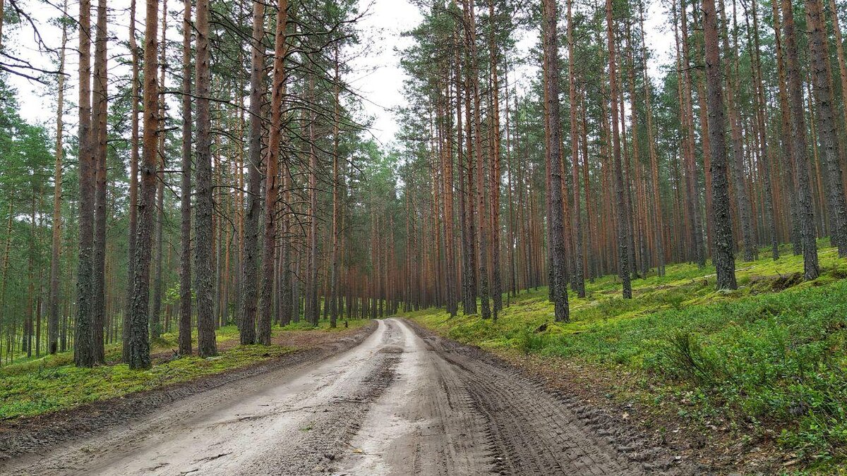 Сначала дорога вполне проезжая