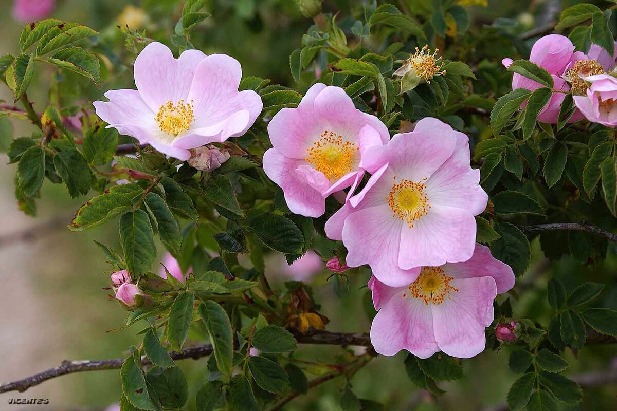 Шиповник собачий (Rosa Canina)