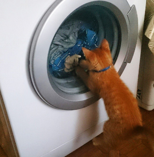 Кот Феликс в детстве