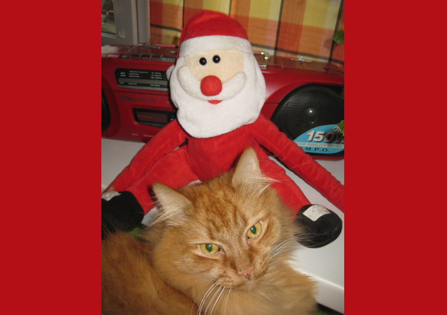 Кот Евгения Морозова тоже готовится к Новому году. 