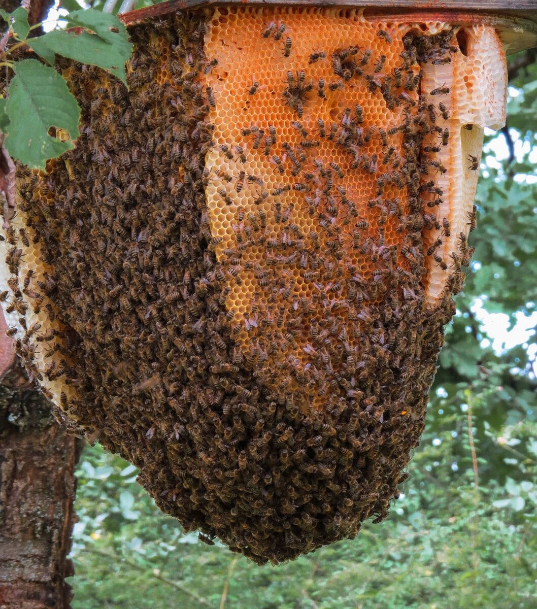 Домашние пчелы фото