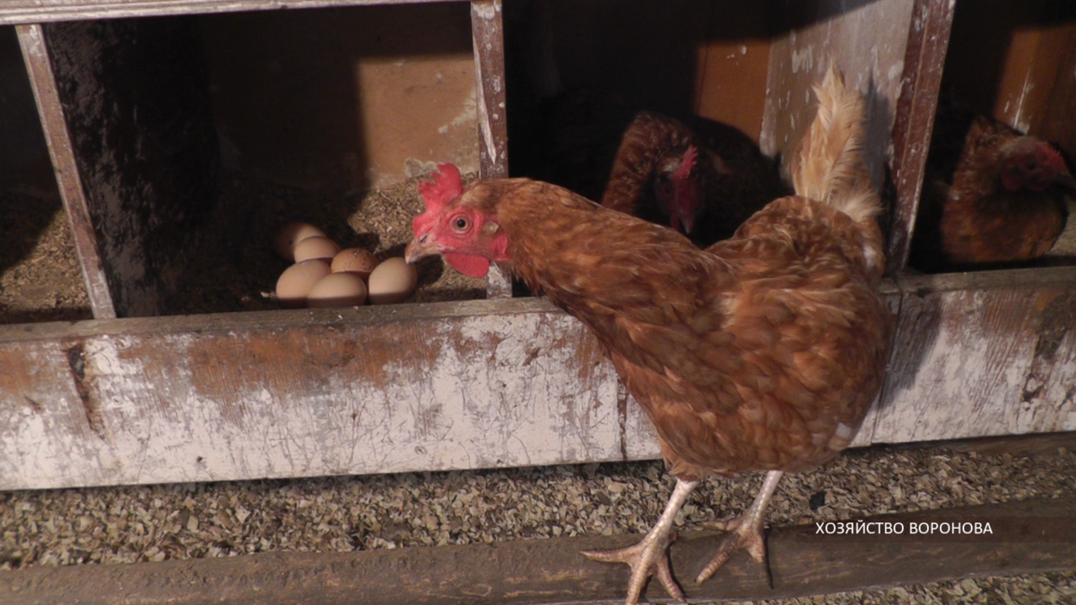 Куры Ломан Браун