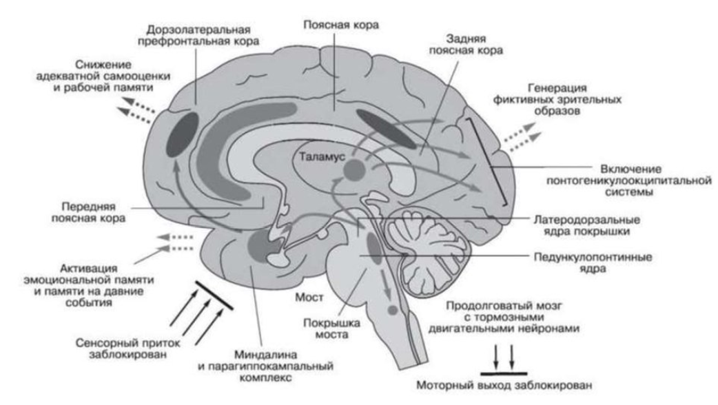 Во сне у человека активность мозга. Физиологические механизмы сна физиология. Механизмы регуляции цикла сон-бодрствование. Физиологические механизмы сна и бодрствования физиология. Физиология сна, строение головного мозга.