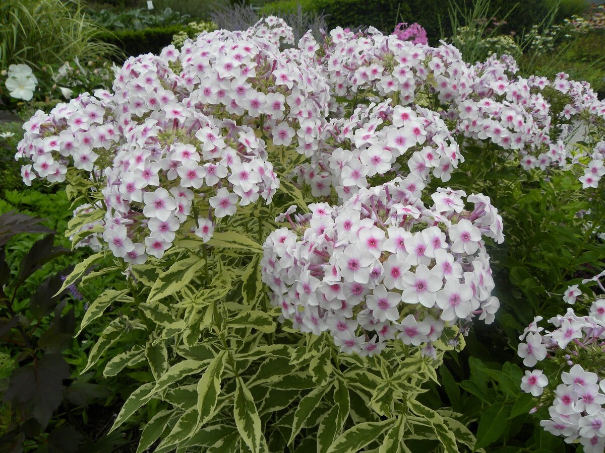 Флокс 'Лариса' / Phlox 'Larisa'