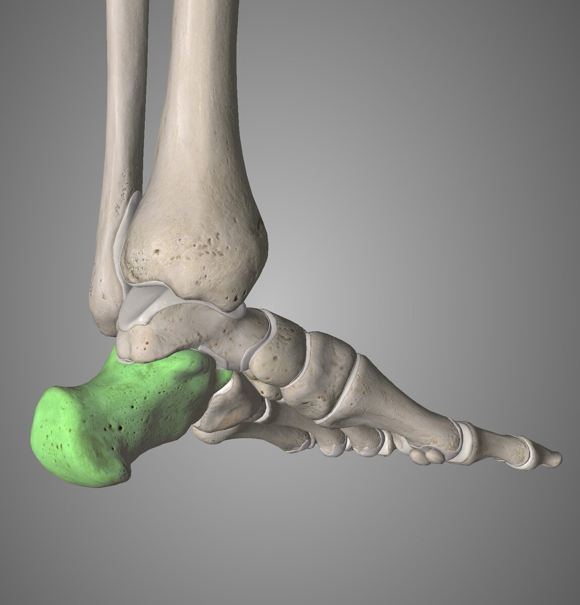 Стопа анатомия на сером фоне