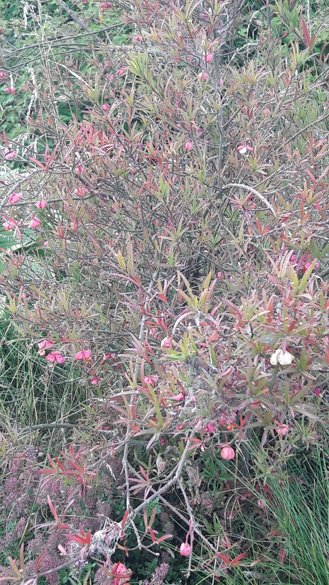 Фото 2019 года начало сентября. 