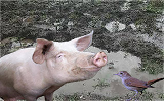 Коллаж автора