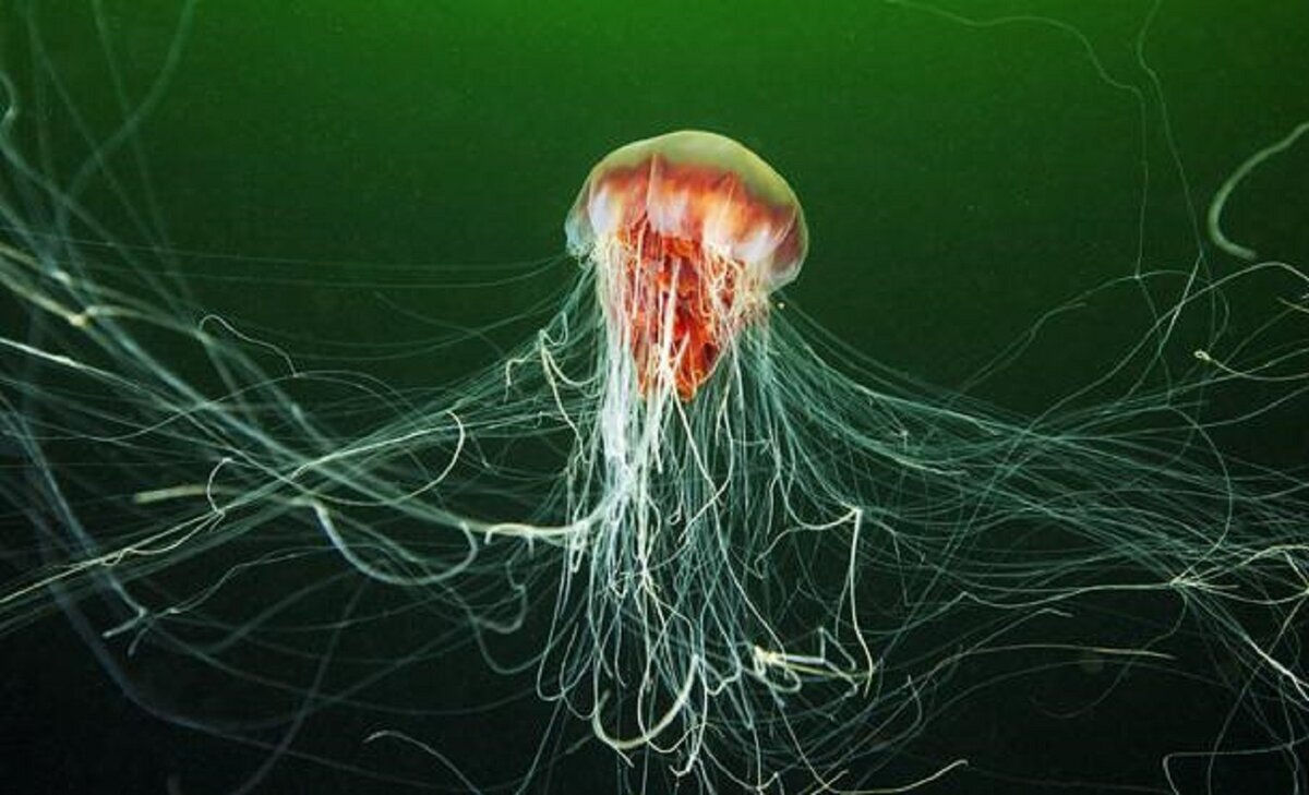 (фото взято из открытых источников)