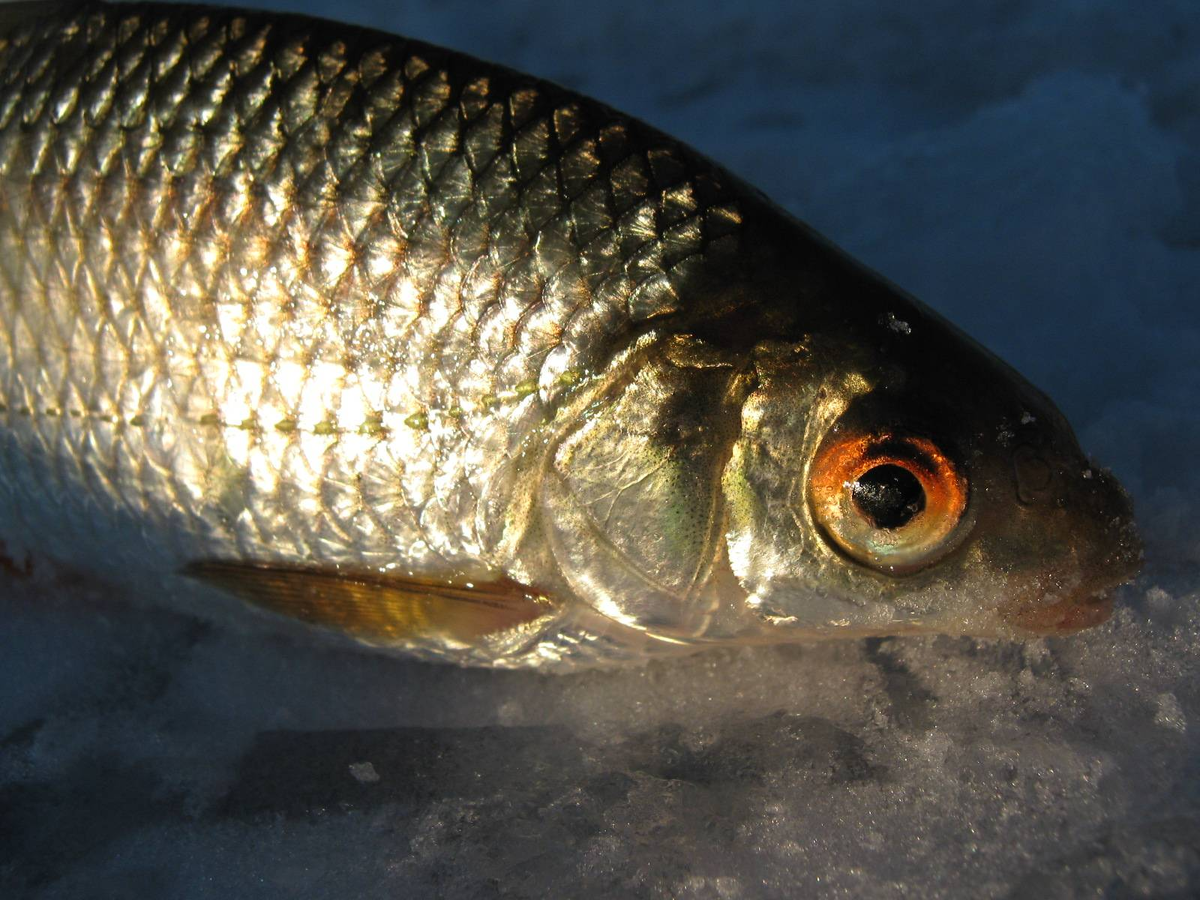 🐟 На что клюет ПЛОТВА и как её поймать? Разбираемся раз и навсегда. | 🐟  Блог о Рыбалке | FINNTRAIL | Дзен