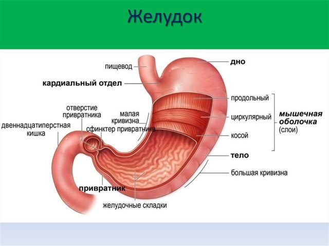 Как вообще выглядит желудок. Схематично, дабы не травмировать вашу психику