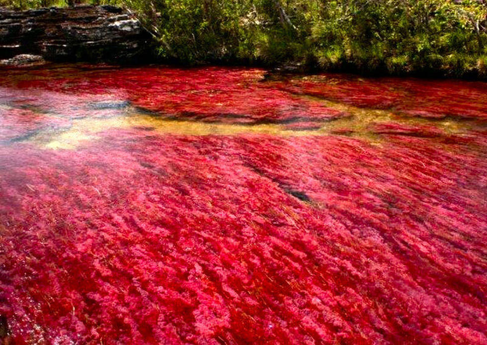 Водоросли Macarenia clavigera