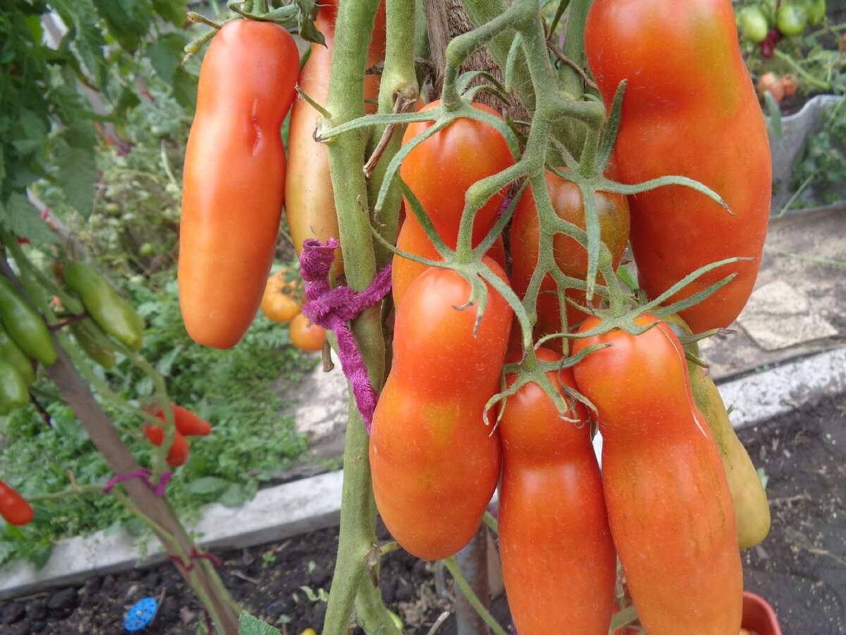 петруша огородник томат фото