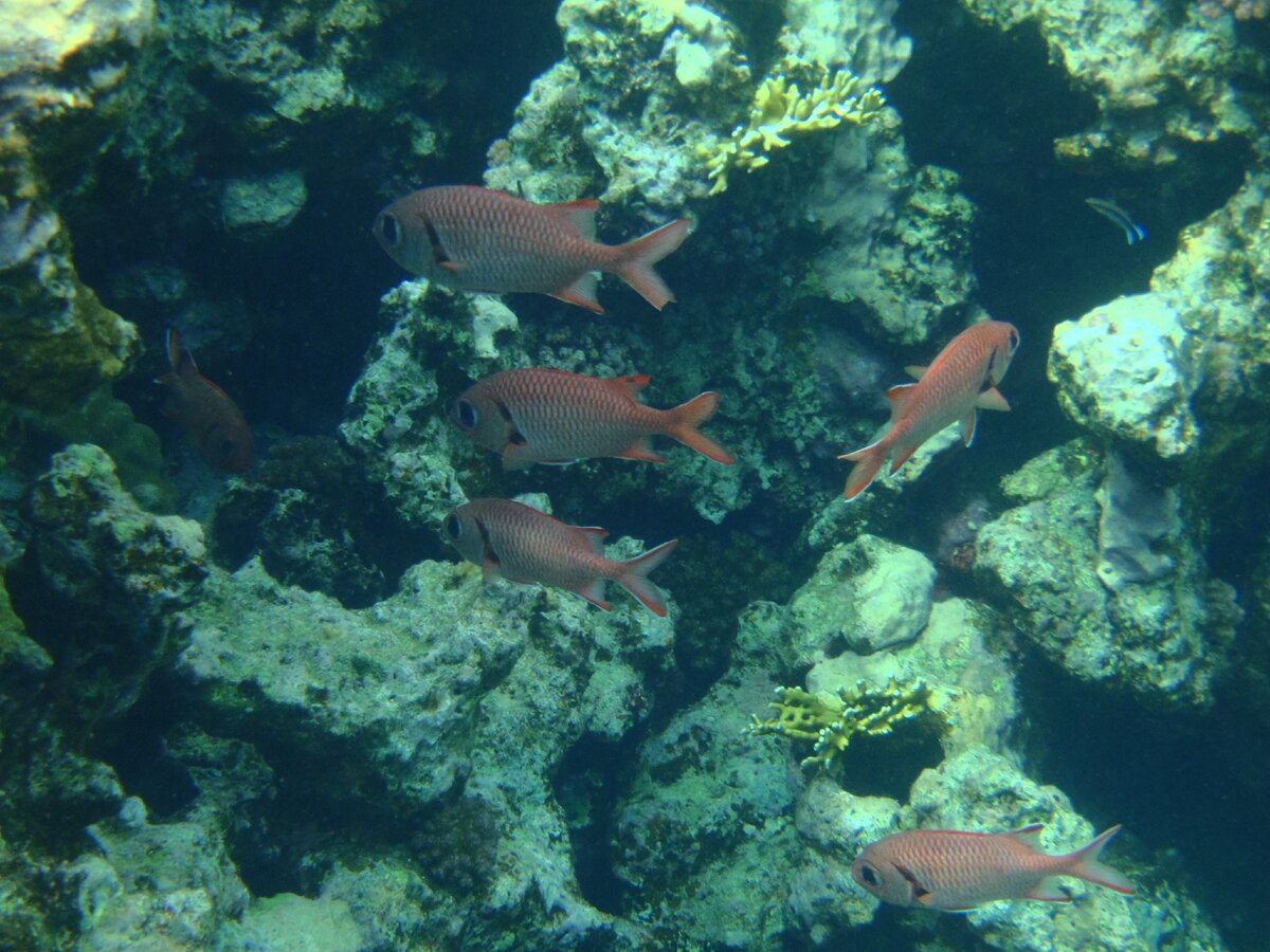 фото подводного мира Красного моря из личного архива