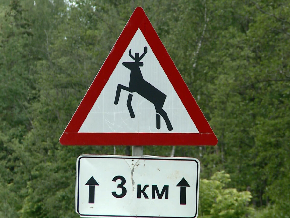 Фото из интернета. Как Вам кажется: олень или лось на знаке?