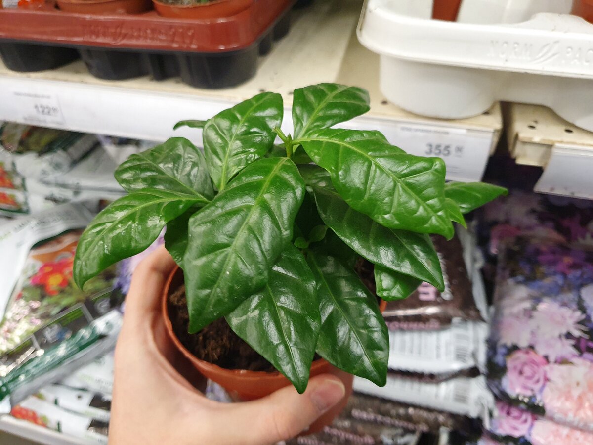 Дорого и как-то не впечатляет вид - листья увядшие, растение маленькое