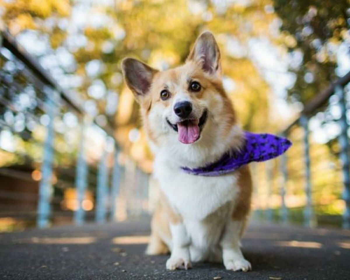 Порода собак "Вельш-корги"