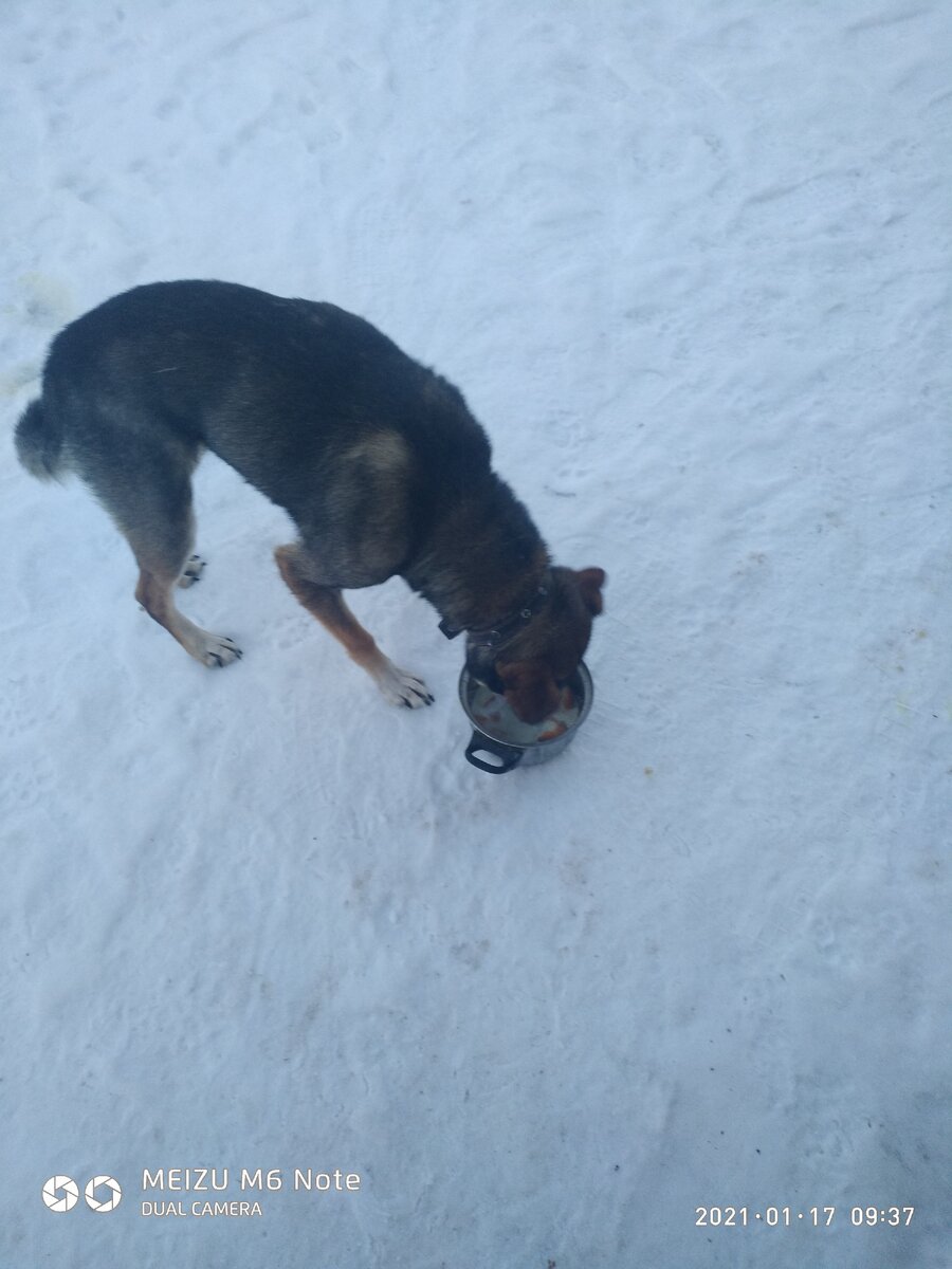 Хоть собака и не наша поделилась с ней я кашей...