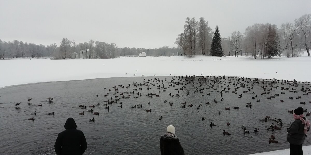 Сотни уток