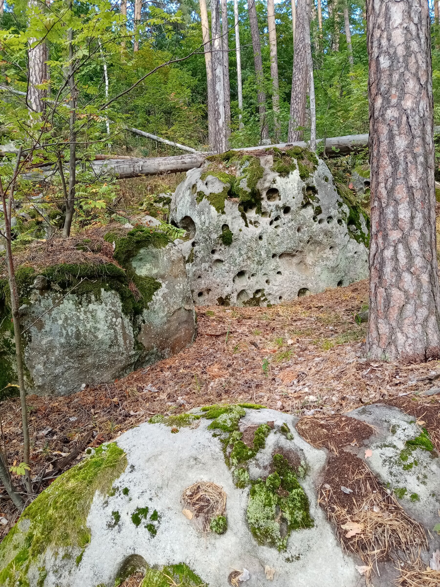 Кусочек старого, северного леса