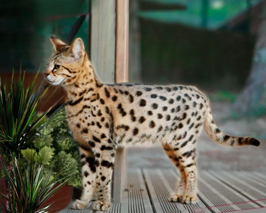 На сегодняшний день считается самой дорогой породой, которая может стоить от 4 до 25 тыс. долларов, хотя известны случаи, когда за котенка такой породы с легкостью выкладывали клиенты по 50 тыс. долларов. Эта порода появилась на свет на исходе прошлого столетия в США, в результате скрещивания обычной сиамской кошки с дикой африканской кошкой – сервалом. Как результат, на свет появилась «кошка-леопард» с весом взрослых особей порядка 15 кг и высотой в холке порядка 60 см.