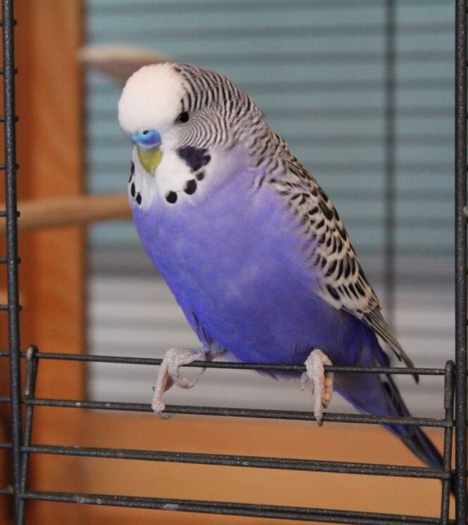 Волнистый попугайчик. Семейство попугаевых. Единственный вид в роде волнистые попугаи (Melopsittacus).