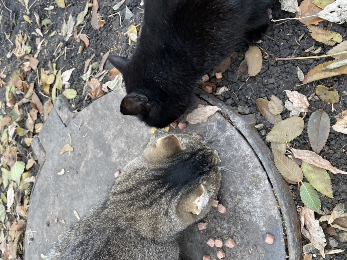 Наши дворовые кисы