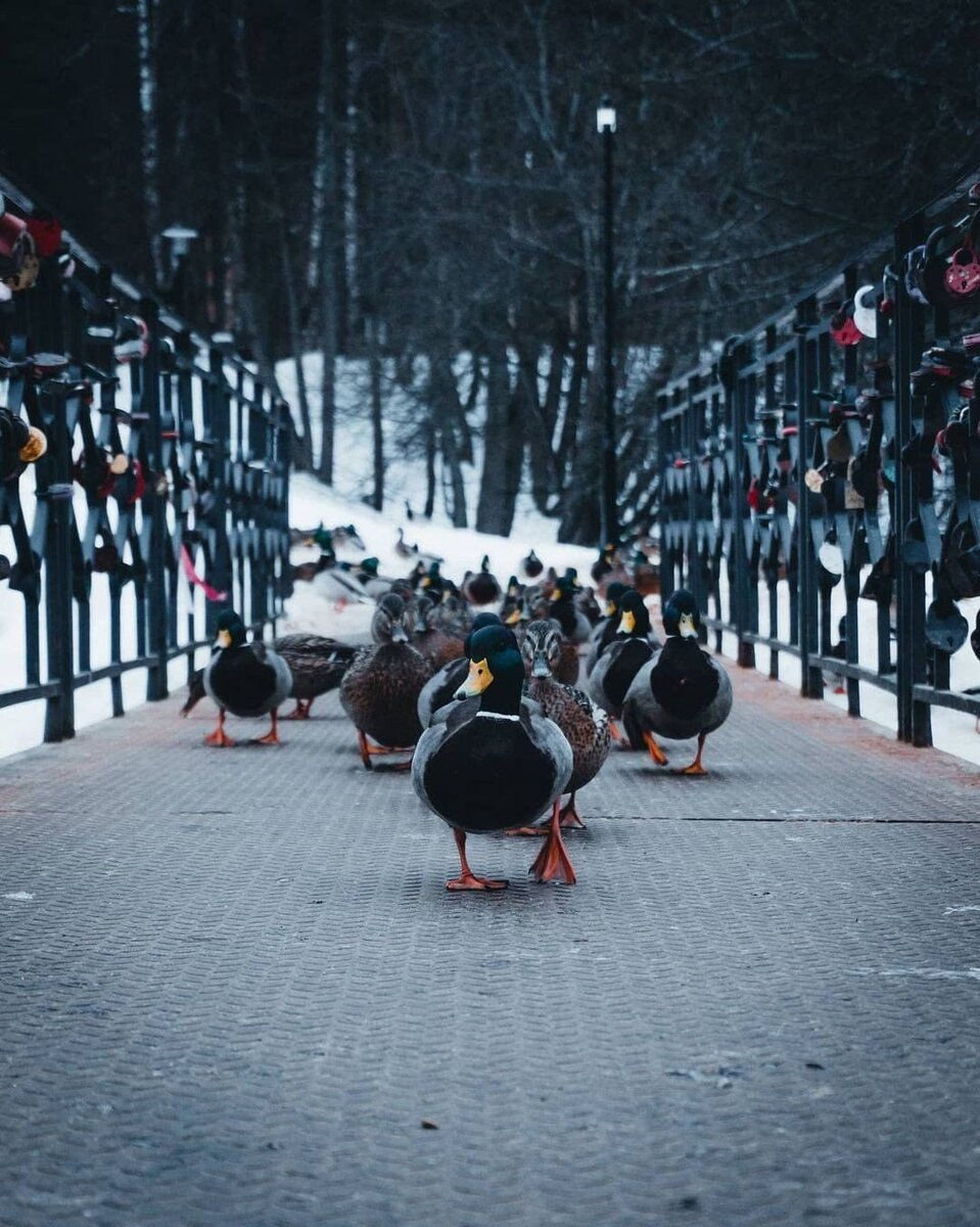 Банда уток на Скитских прудах. 