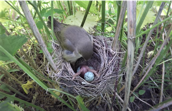Кадр из видео Василия Вишневского "Кукушонок: День Д". кукушонок выталкивает яйцо на глазах у приемной матери, болотной камышовки.
