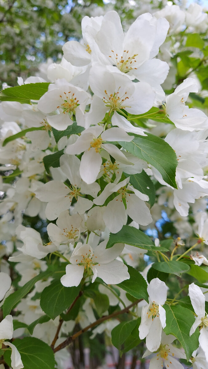 Мурманская яблоня