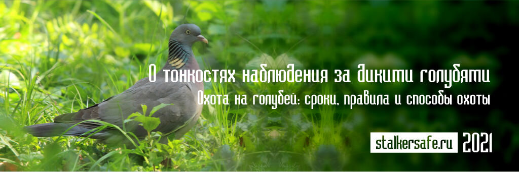 Интернет-магазин Stalkersafe