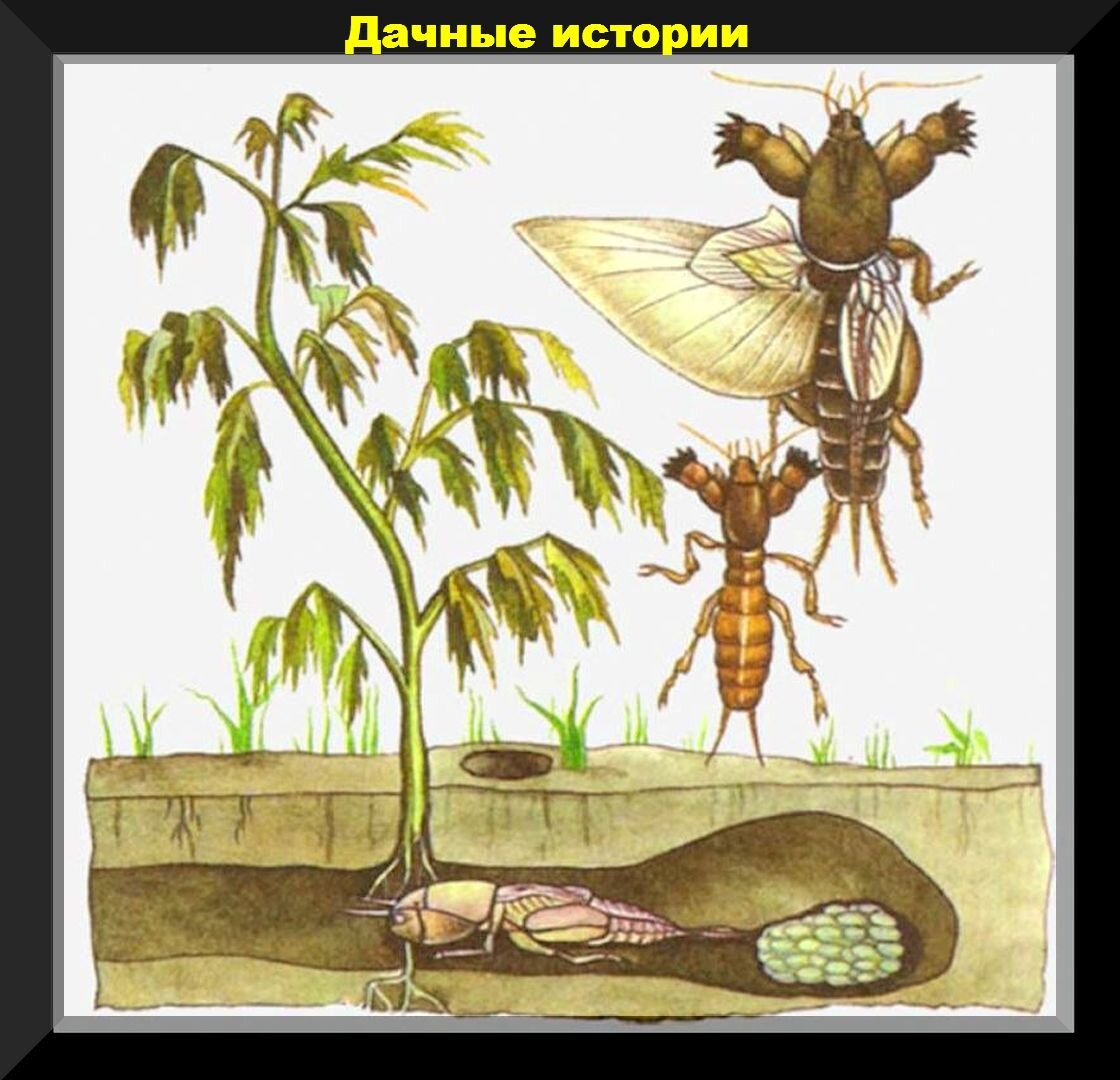Медведка фото норы