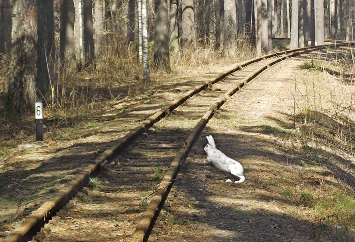 Весна выдалась ранняя и заяц еще не успел поменять свою белую шкурку на серую