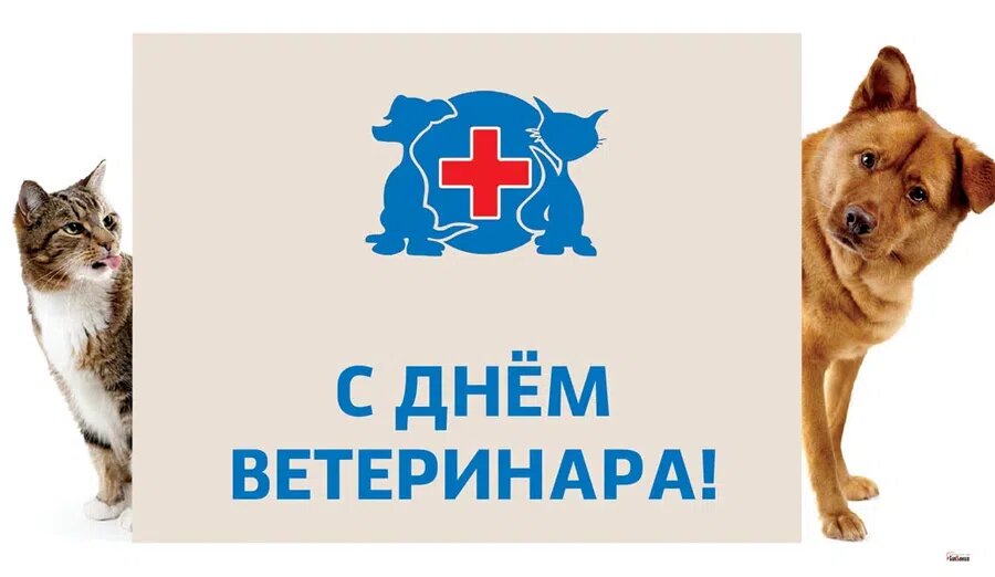 День ветеринара