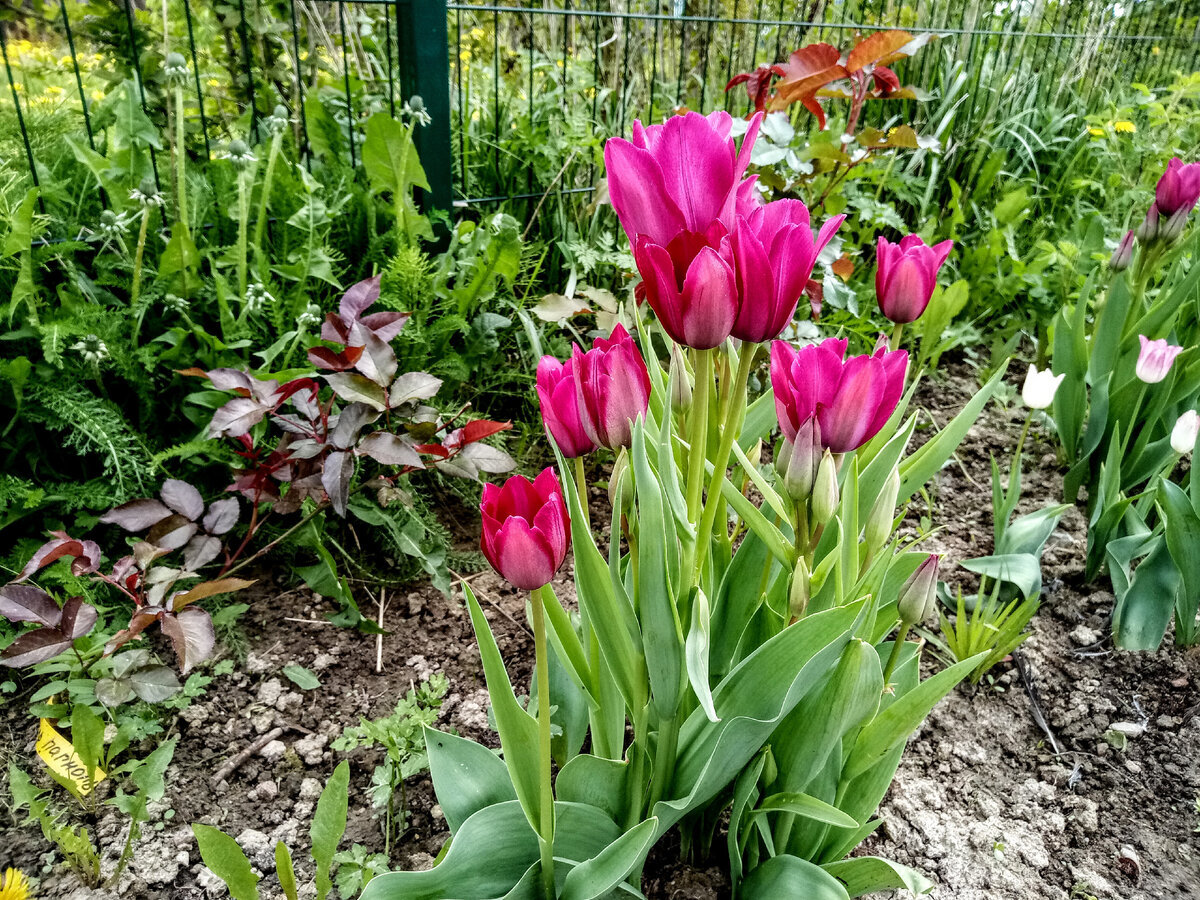 Та же клумба с многоцветковыми тюльпанами (Пепл Букет и Дрим Клаб), розы еще не зацвели, лиатрис только начал выпускать розетки, 31 мая 2021