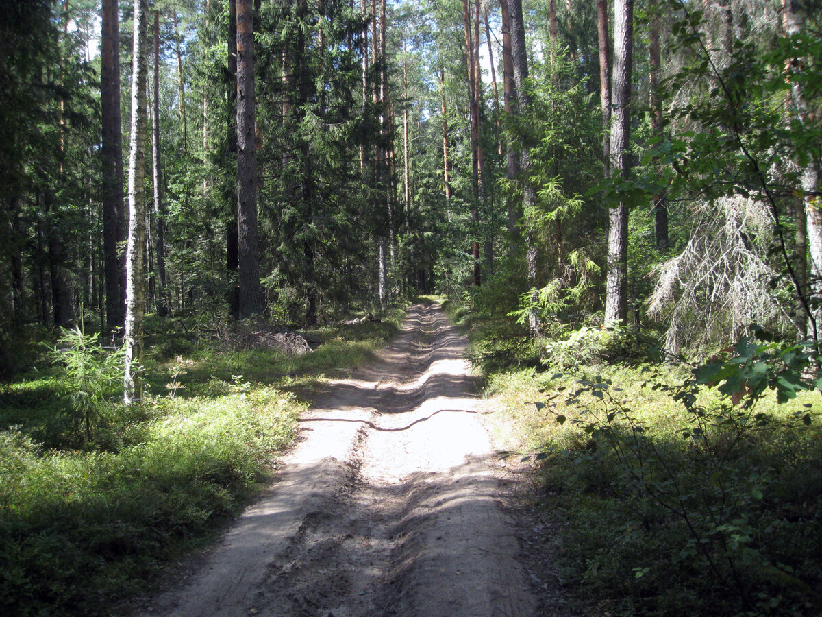 Лесная дорога