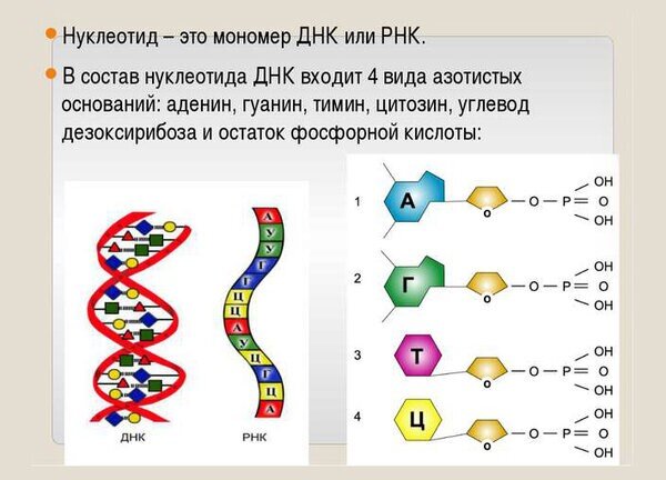 Схема построения ДНК